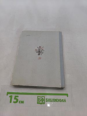 Полдень
