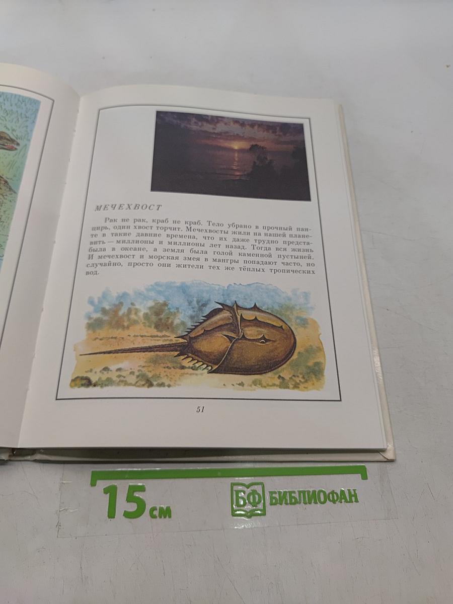 В мире дельфина и осьминога