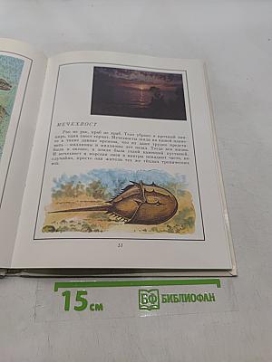 В мире дельфина и осьминога