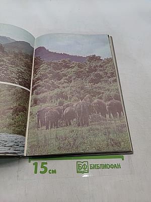 Мир книги джунглей