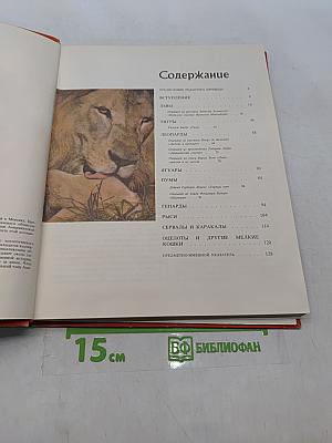 Дикие кошки