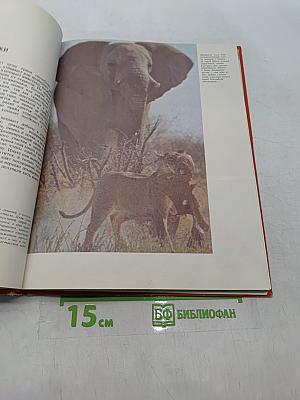 Дикие кошки