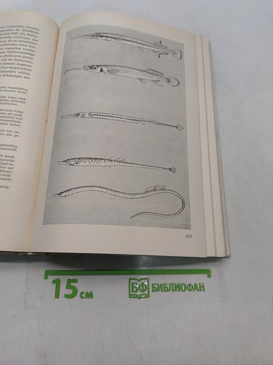 Süßwasserfische aus aller Welt. Teil 2