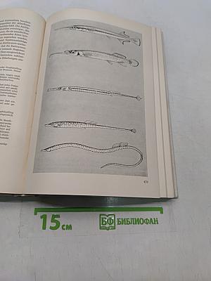 Süßwasserfische aus aller Welt. Teil 2
