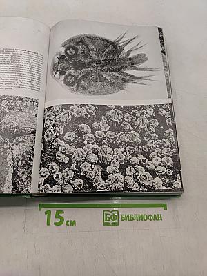 Иллюстрированная энциклопедия животных