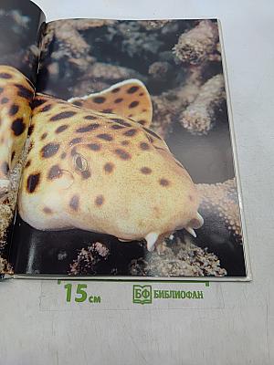 Акулы. Мир животных