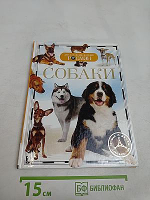 Собаки