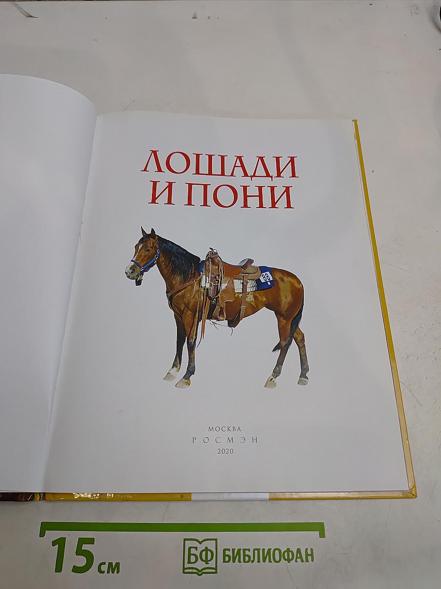 Лошади и пони