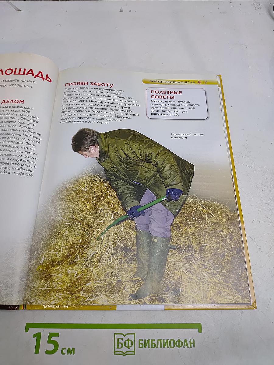 Лошади и пони