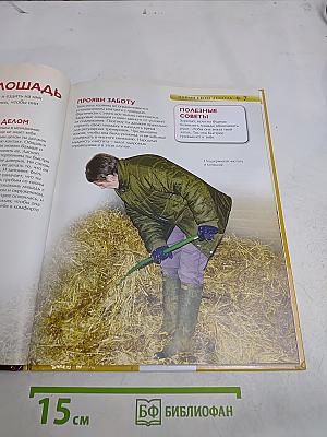 Лошади и пони