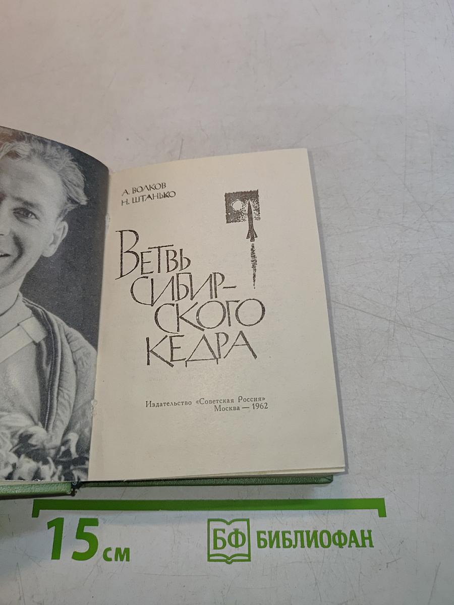 Ветвь сибирского кедра