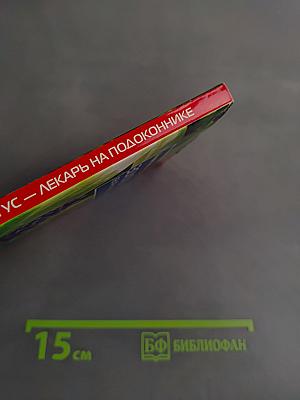 Золотой ус — лекарь на подоконнике
