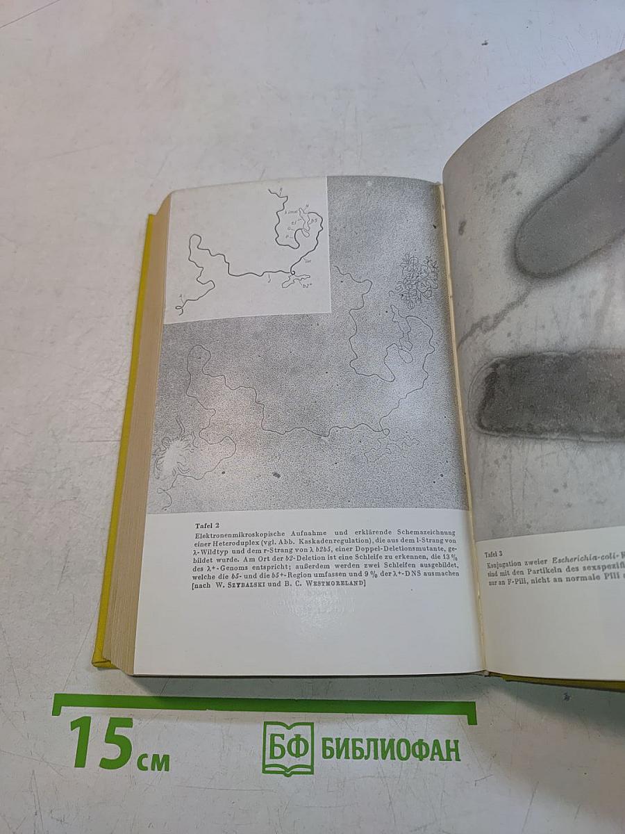 Molekularbiologie