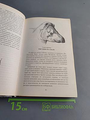 В поисках дракона