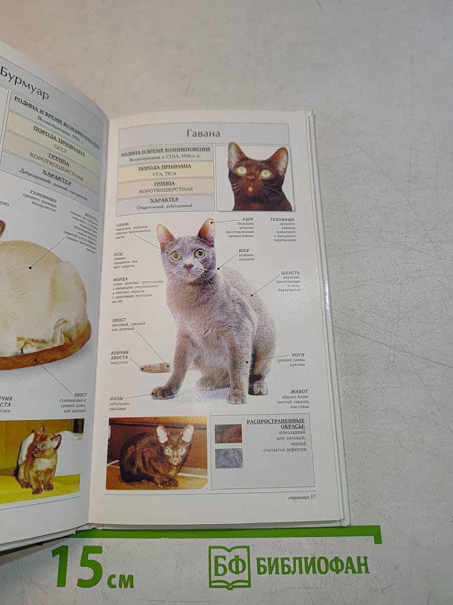 Породы кошек