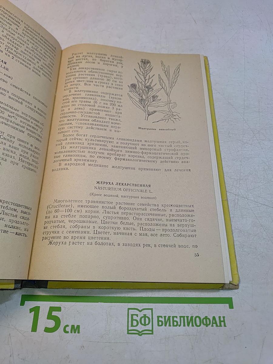 Лекарственные растения Марийской АССР