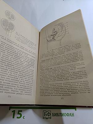 Начала семейной жизни. Мужчина и женщина: Отношения полов