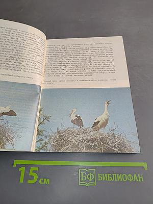 Птицы возле дома