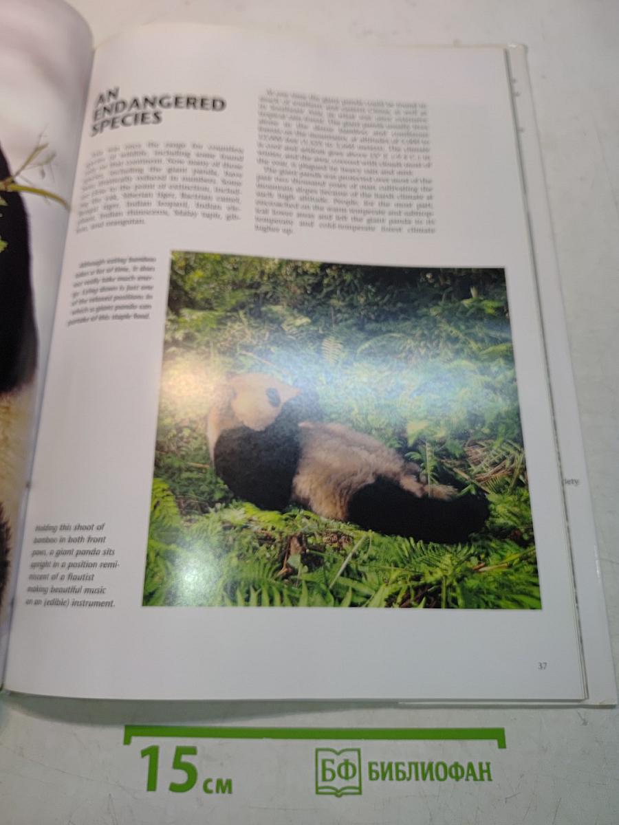 Pandas: A Portrait of the Animal World