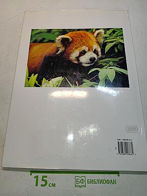 Pandas: A Portrait of the Animal World