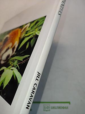 Pandas: A Portrait of the Animal World