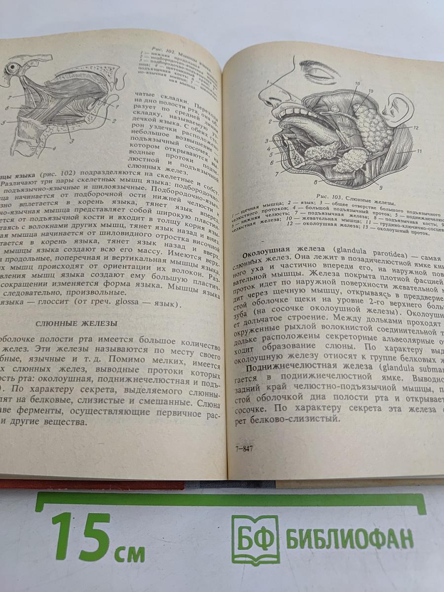 Анатомия