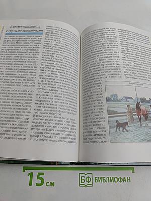 Лошади