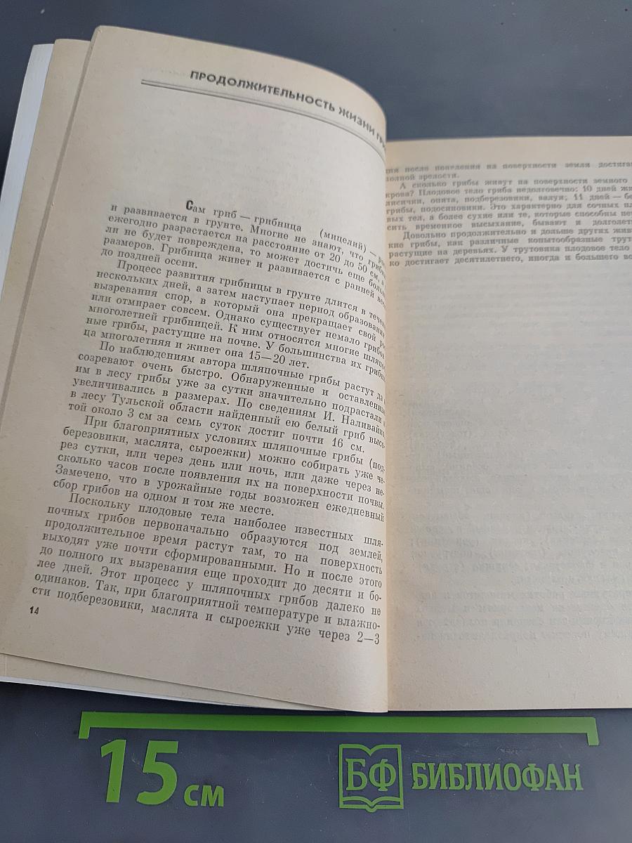 Тебе, грибник