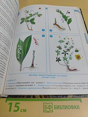 Большая энциклопедия народной медицины