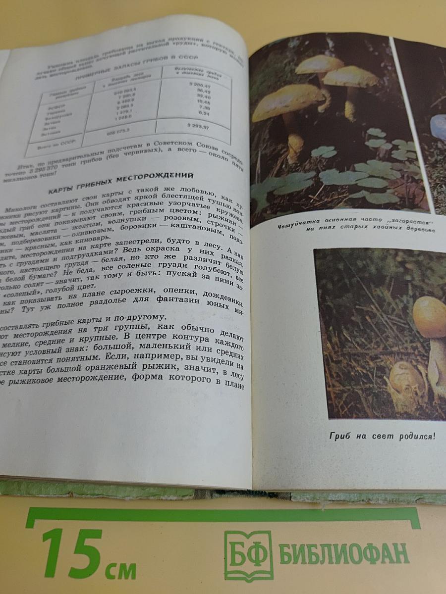 Лесное счастье