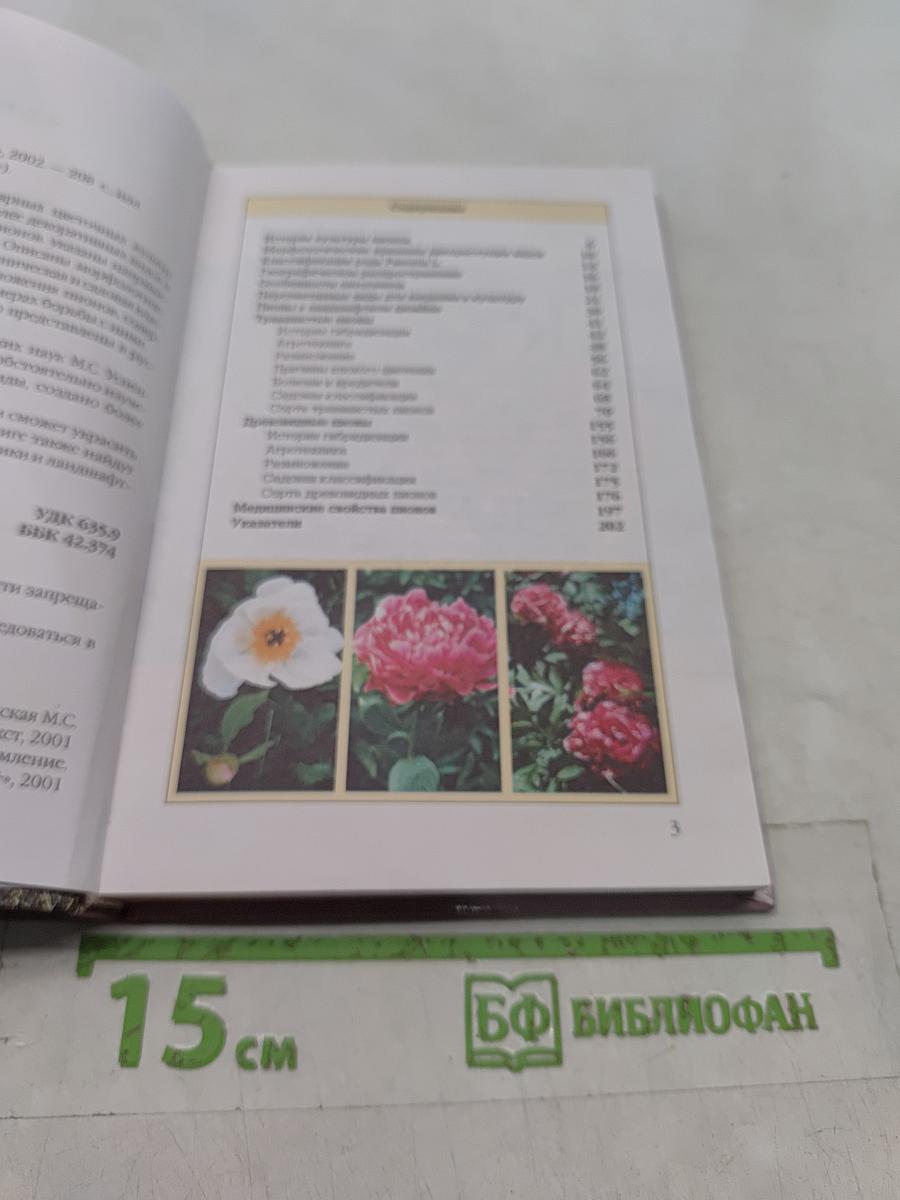 Пионы