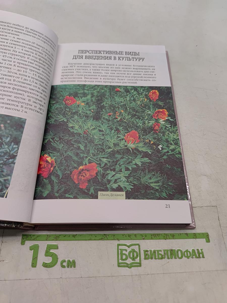 Пионы