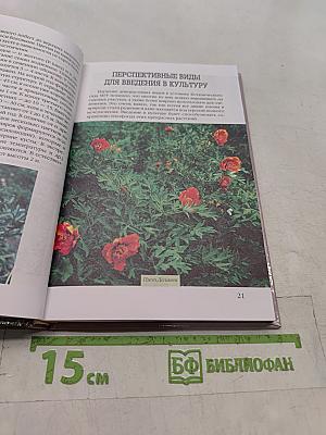 Пионы