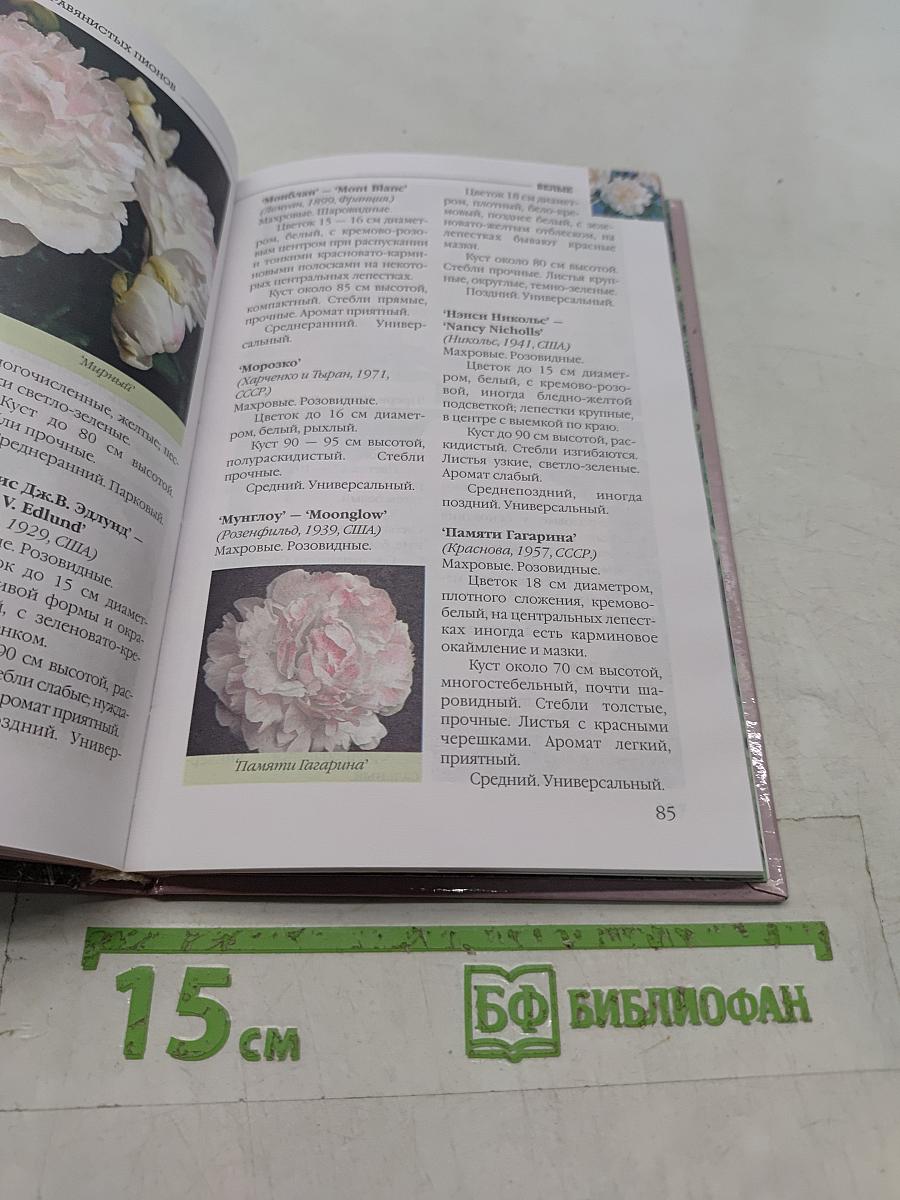 Пионы