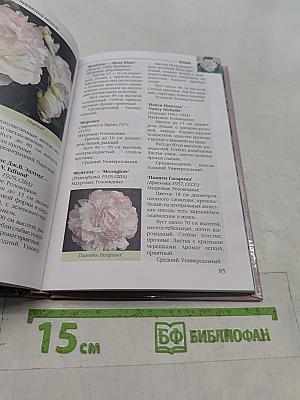Пионы