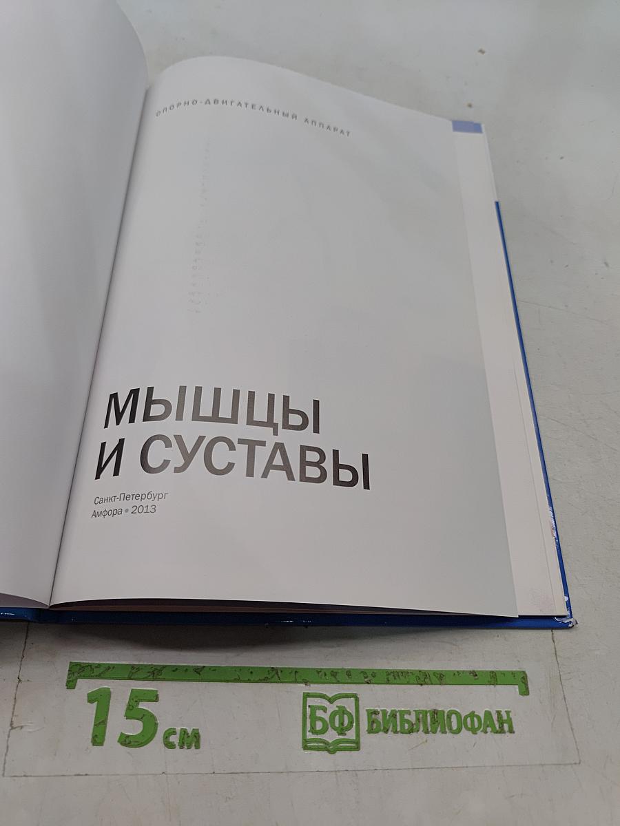 Мышцы и суставы. Опорно-двигательный аппарат