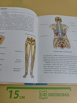 Анатомия человека. Школьный путеводитель