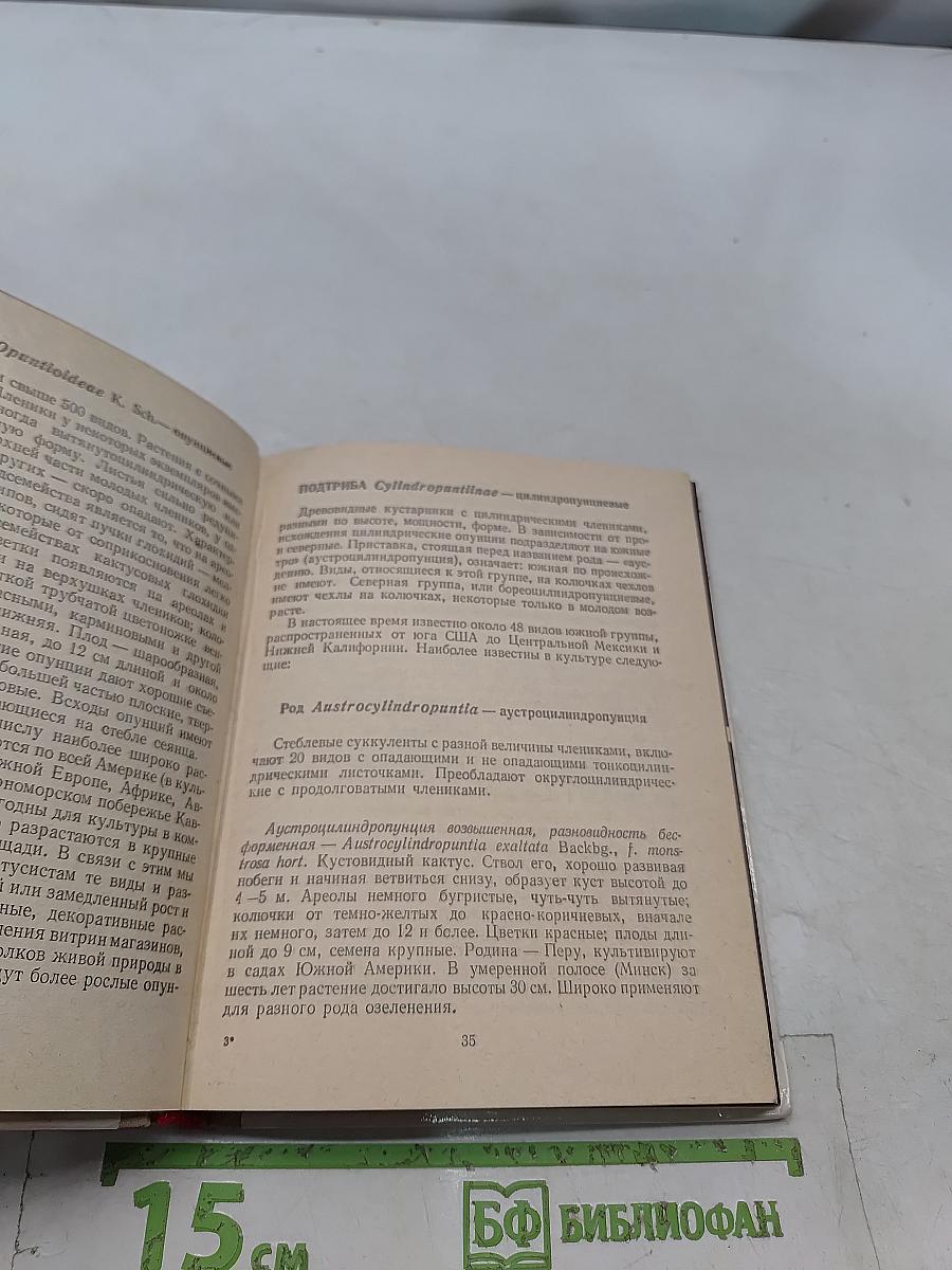 Кактусы и другие суккуленты в комнатах