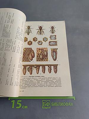 Основы пчеловодства