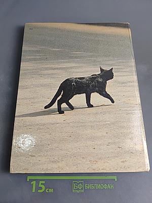 Кошки
