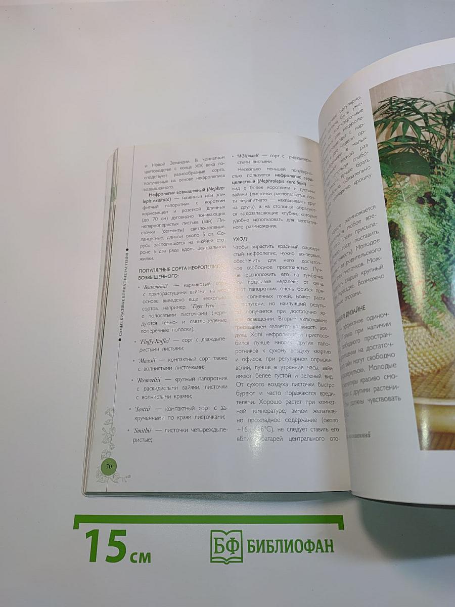 Самые неприхотливые растения для дома