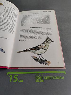 Птицы. Школьный путеводитель