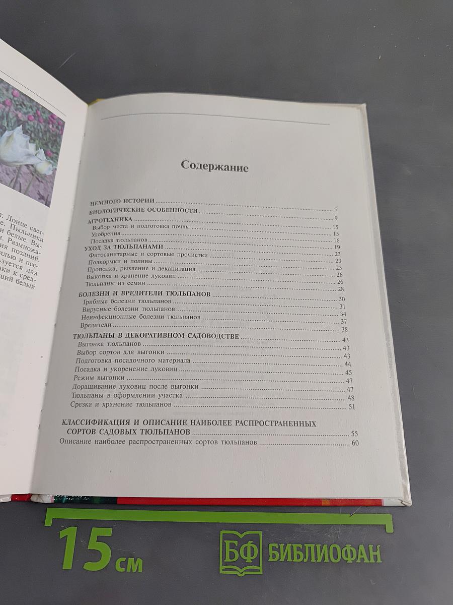 Тюльпаны