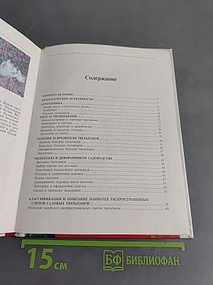 Тюльпаны