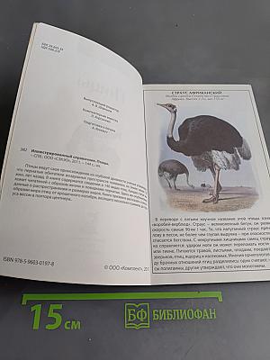 Птицы
