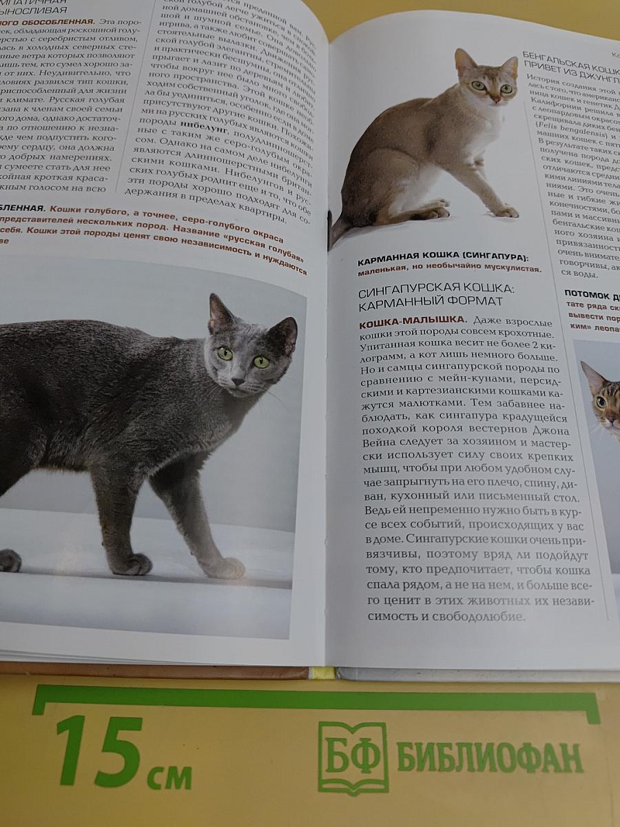 Кошка. Книга идеального хозяина