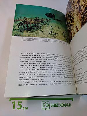 Сюрпризы моря