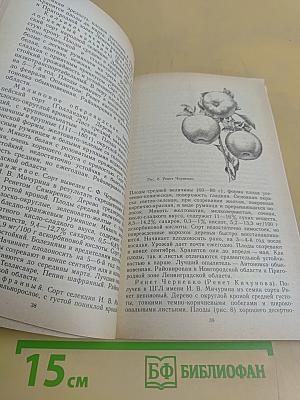 Яблоневый сад