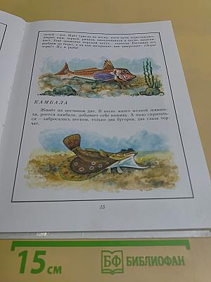 В мире дельфина и осьминога