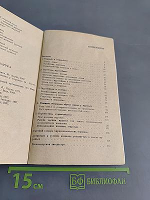 Муравей, семья, колония